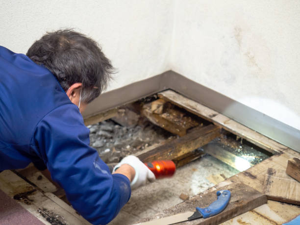 Best Attic Mold Removal  in Saltville, VA