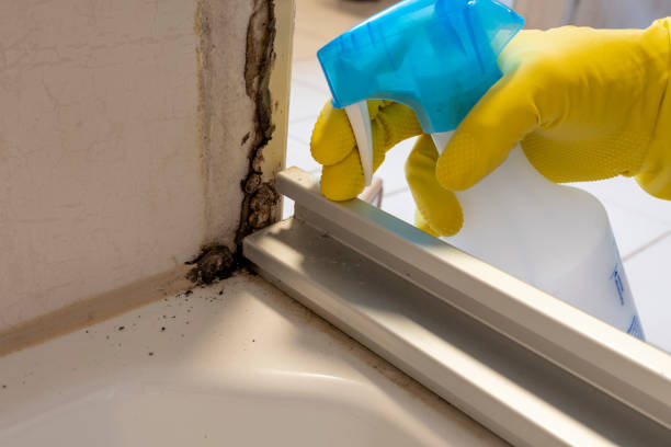 Professional Mold Removal in Saltville, VA