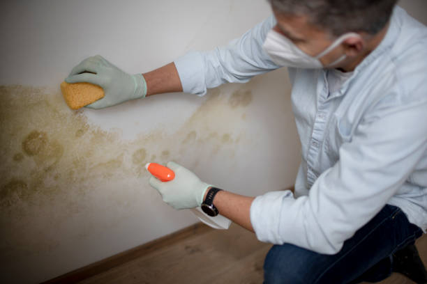 Best Commercial Mold Removal  in Saltville, VA