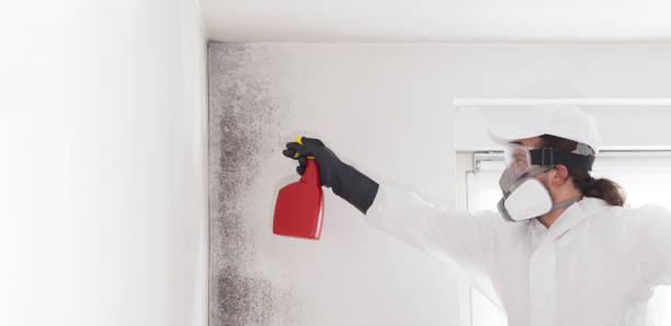 Best Mold Remediation Experts  in Saltville, VA