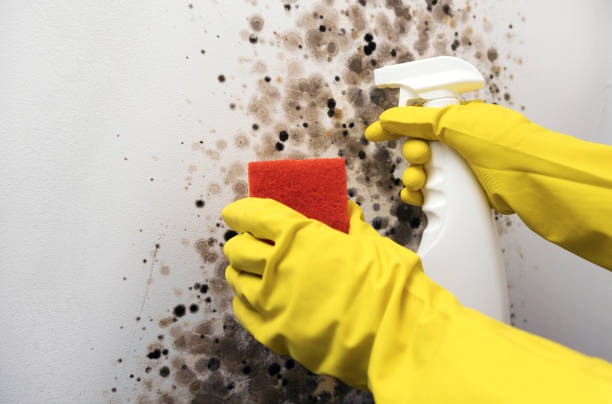 Best Mold Removal Specialists  in Saltville, VA