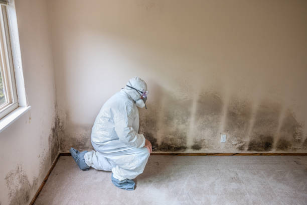 Best Home Mold Removal  in Saltville, VA