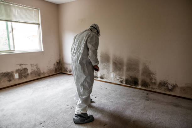 Best Residential Mold Removal  in Saltville, VA