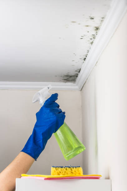 Best Black Mold Removal  in Saltville, VA