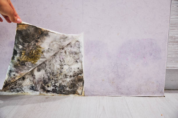 Best Mold Cleaning Services  in Saltville, VA
